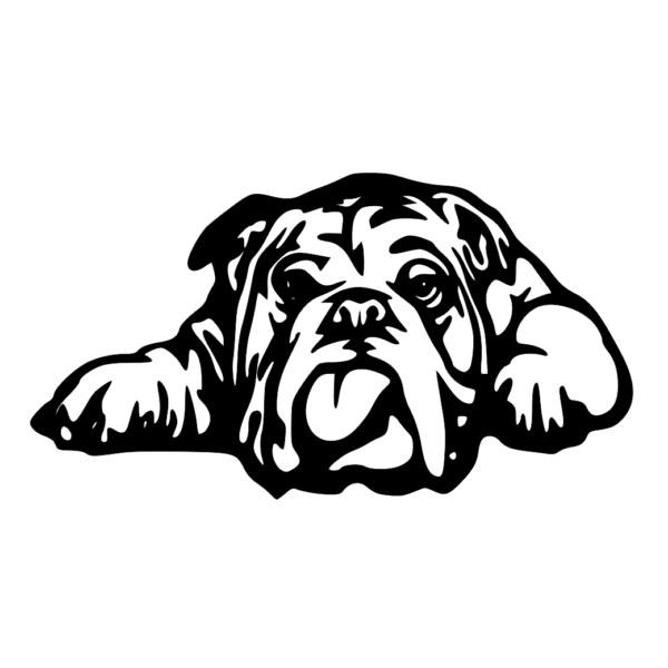 pies buldog angielski