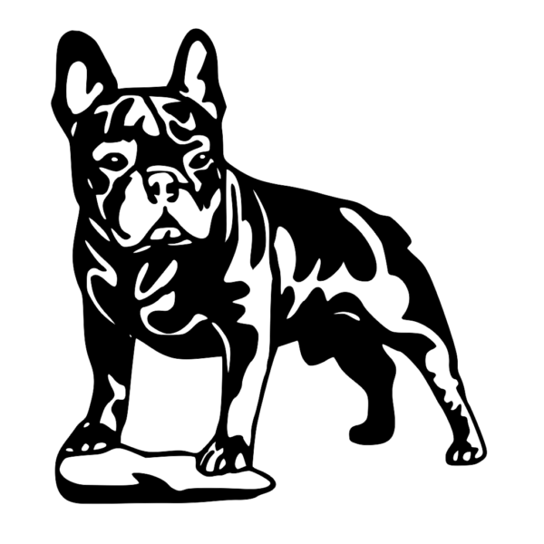 pies buldog francuski