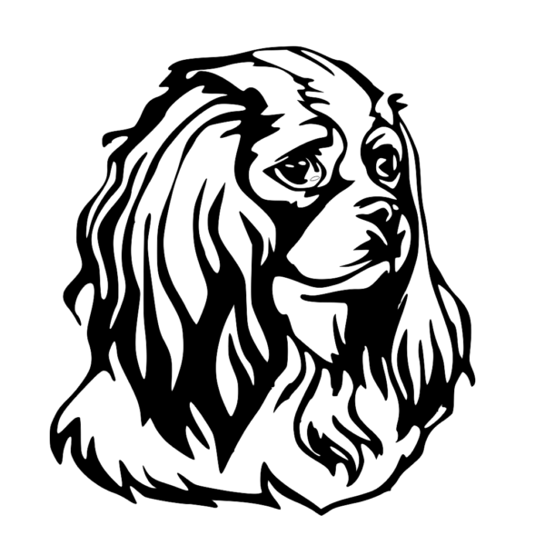 pies cocker spaniel 2